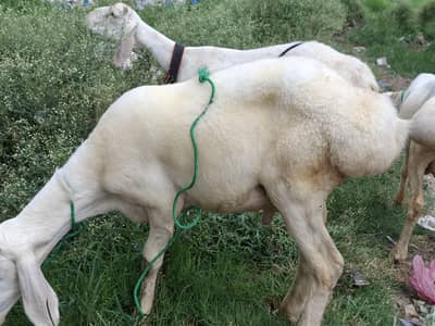 TALAGANG NASAL MALE BACHY