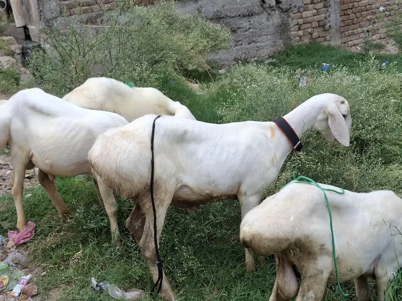 TALAGANG NASAL MALE BACHY — photo 2