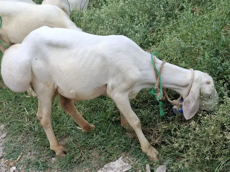 TALAGANG NASAL MALE BACHY — photo 3