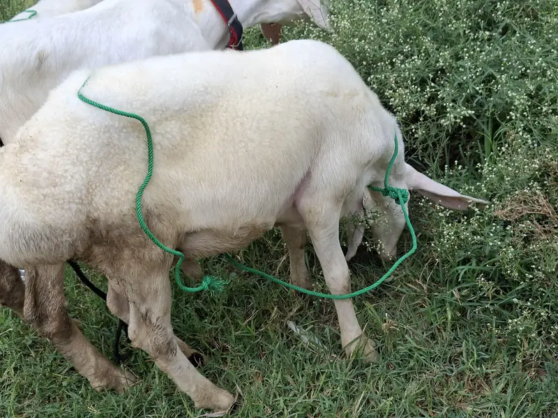 TALAGANG NASAL MALE BACHY — photo 4