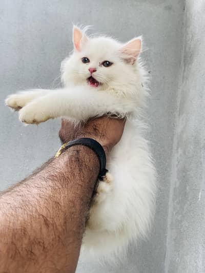5 Baluu Kitten's Available for Sale