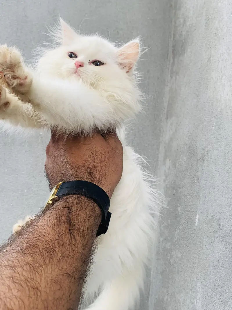 5 Baluu Kitten's Available for Sale — photo 2