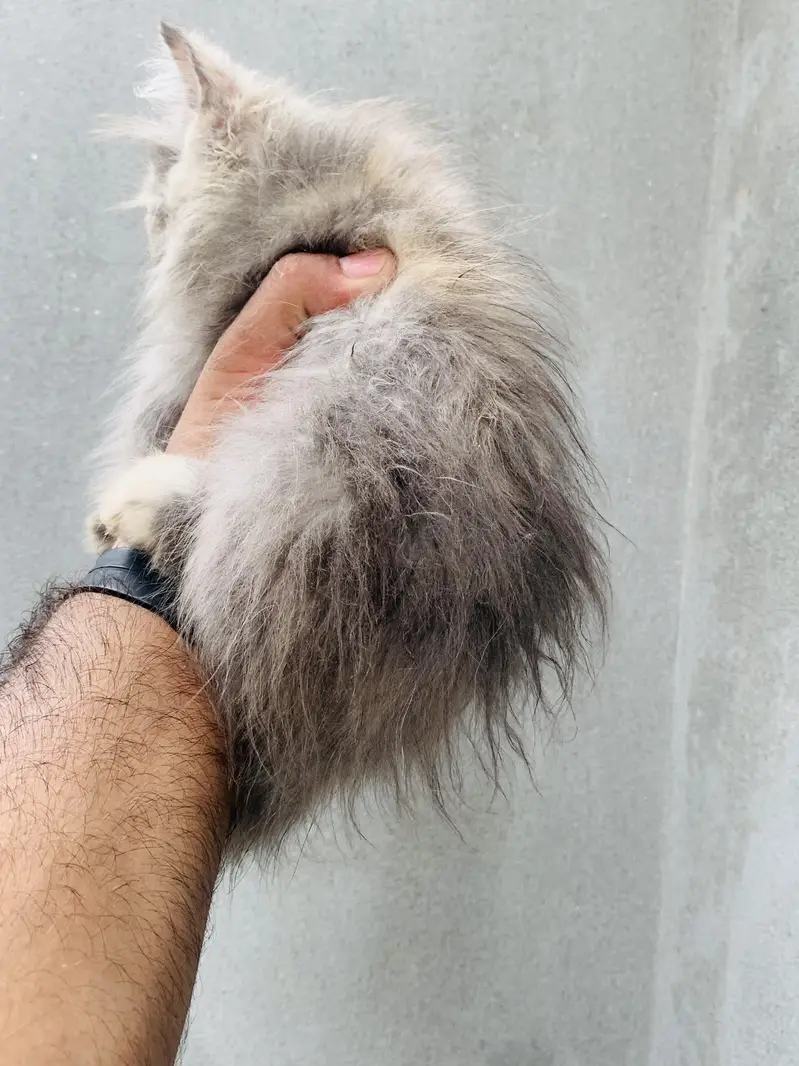 5 Baluu Kitten's Available for Sale — photo 3