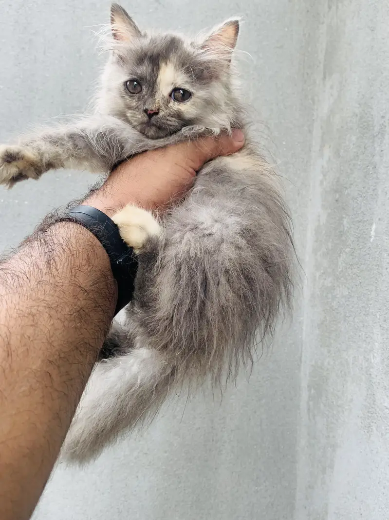5 Baluu Kitten's Available for Sale — photo 4