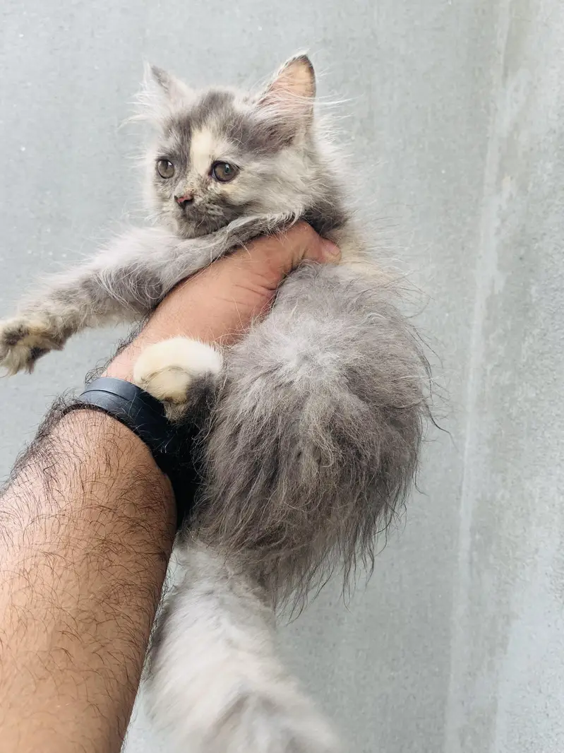 5 Baluu Kitten's Available for Sale — photo 5