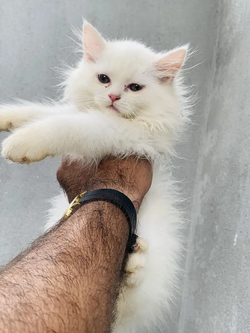 5 Baluu Kitten's Available for Sale — photo 6