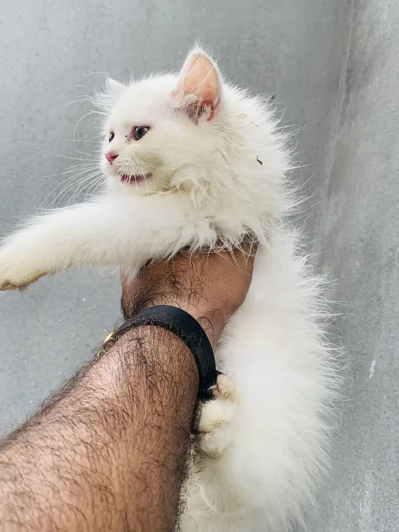 5 Baluu Kitten's Available for Sale — photo 7