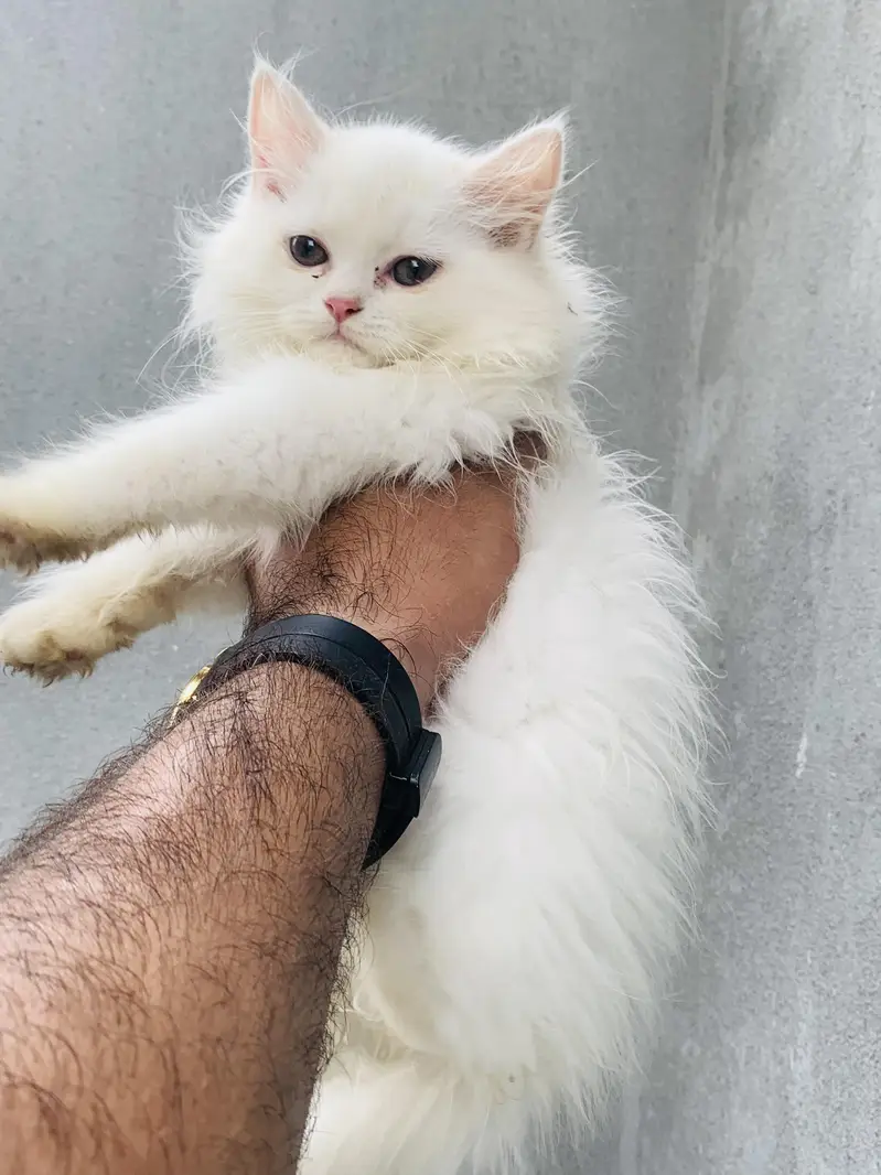 5 Baluu Kitten's Available for Sale — photo 8
