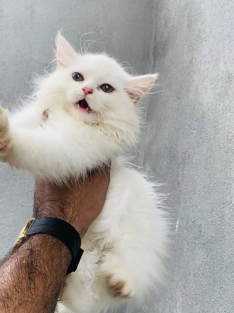 5 Baluu Kitten's Available for Sale — photo 9