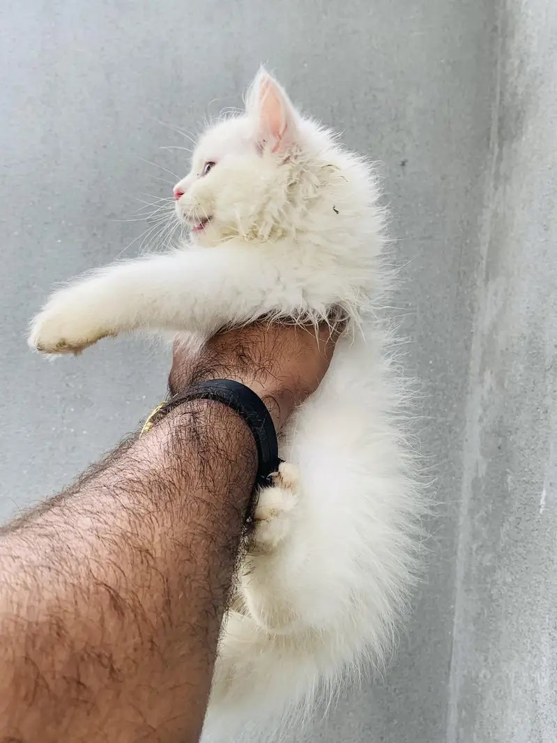 5 Baluu Kitten's Available for Sale — photo 10