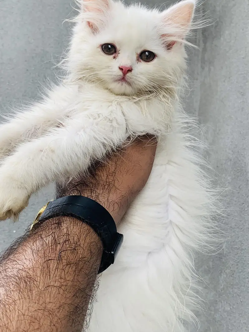 5 Baluu Kitten's Available for Sale — photo 11