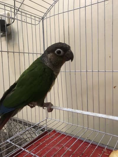 Green cnoure