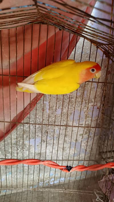 for sale urgent