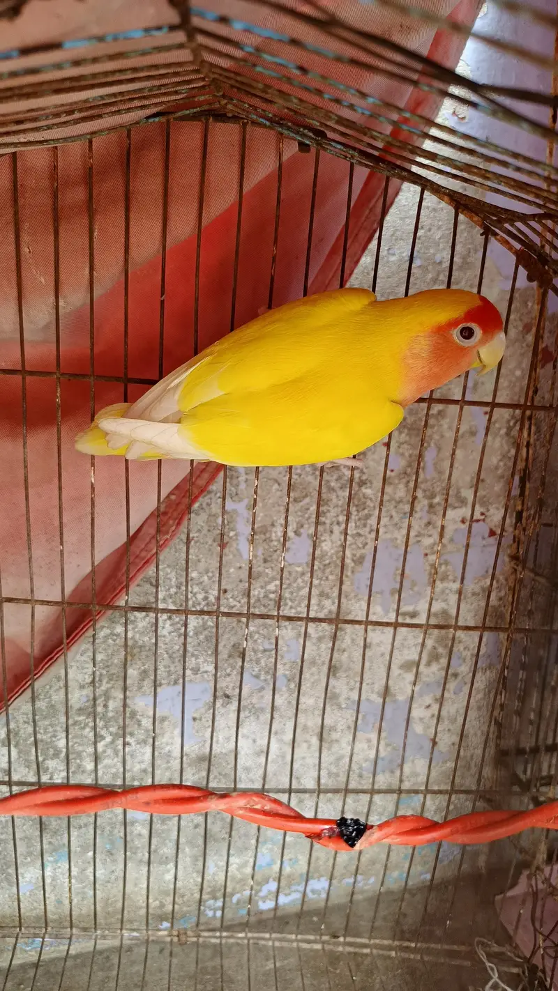 for sale urgent — photo 2