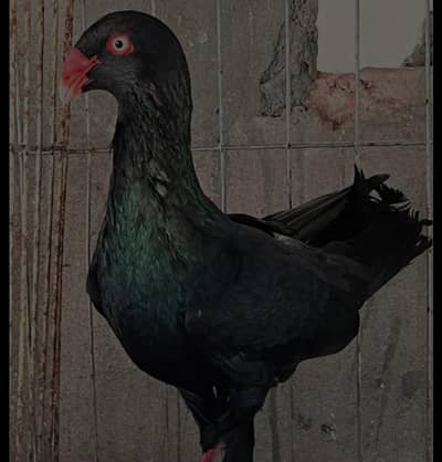black denish male