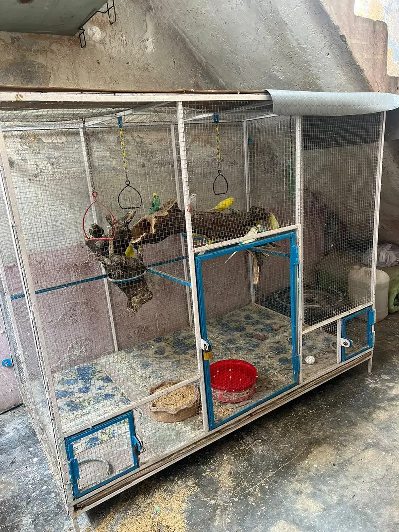 Big Size Cage — photo 3