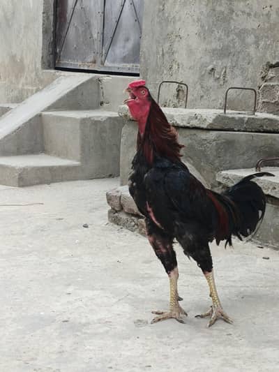 aseel murgha for sale