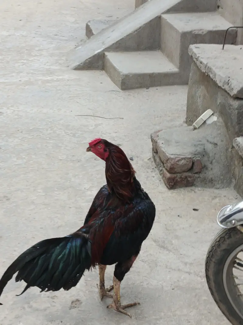 aseel murgha for sale — photo 2