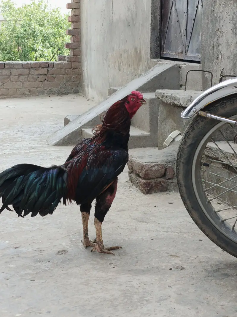 aseel murgha for sale — photo 3