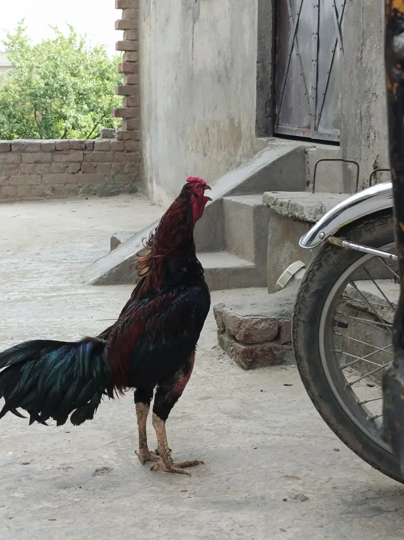 aseel murgha for sale — photo 4