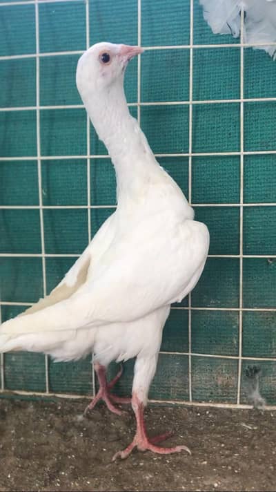 Moltise Male for sale
