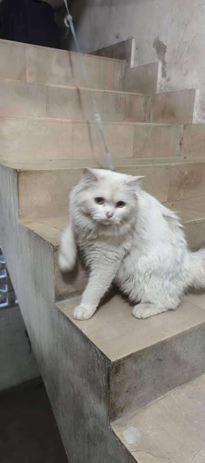 Persian cat playfull growing among home children ready for rmatting