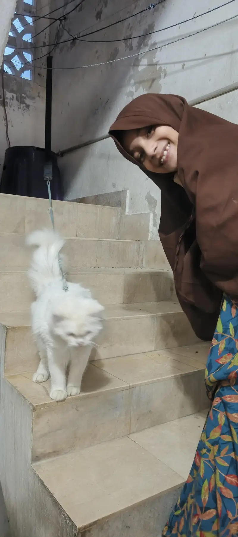 Persian cat playfull growing among home children ready for rmatting — photo 2