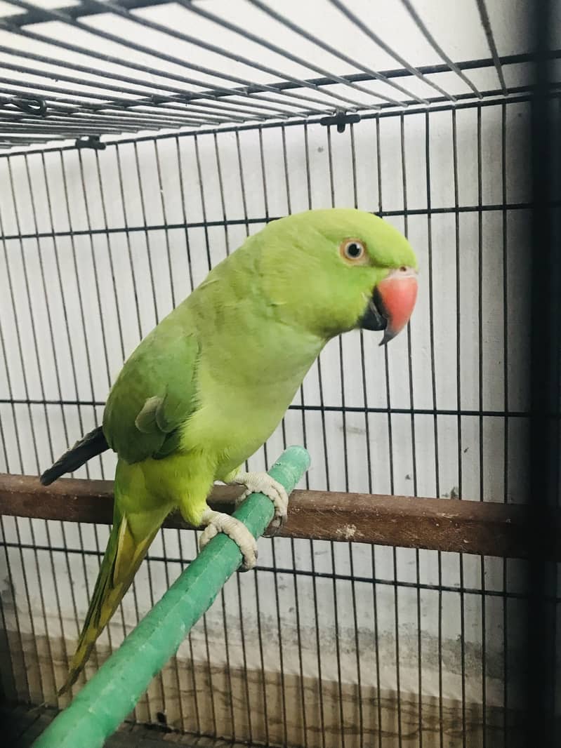Parrots 0