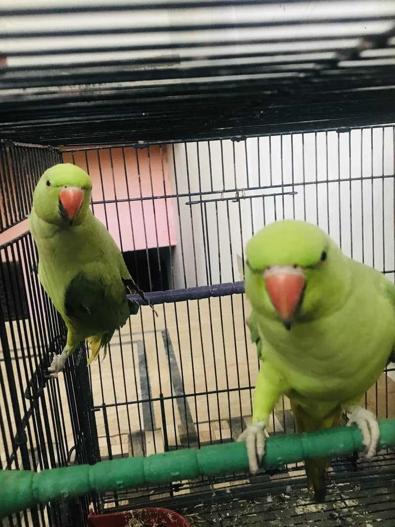 Parrots 1