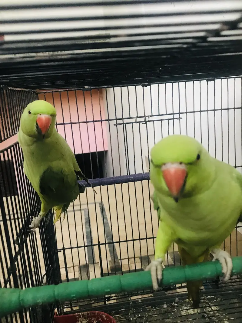 Parrots — photo 2