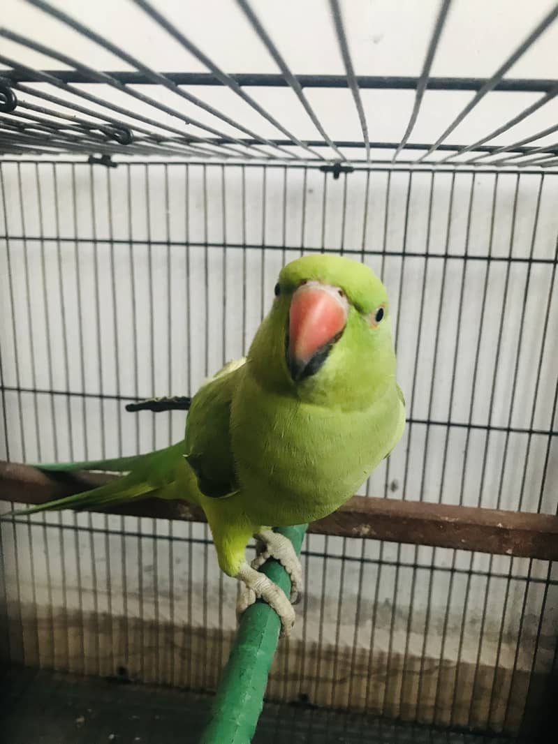 Parrots 2