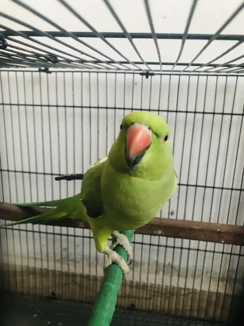 Parrots — photo 3