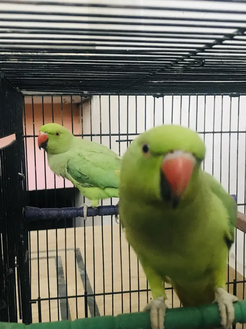 Parrots — photo 4