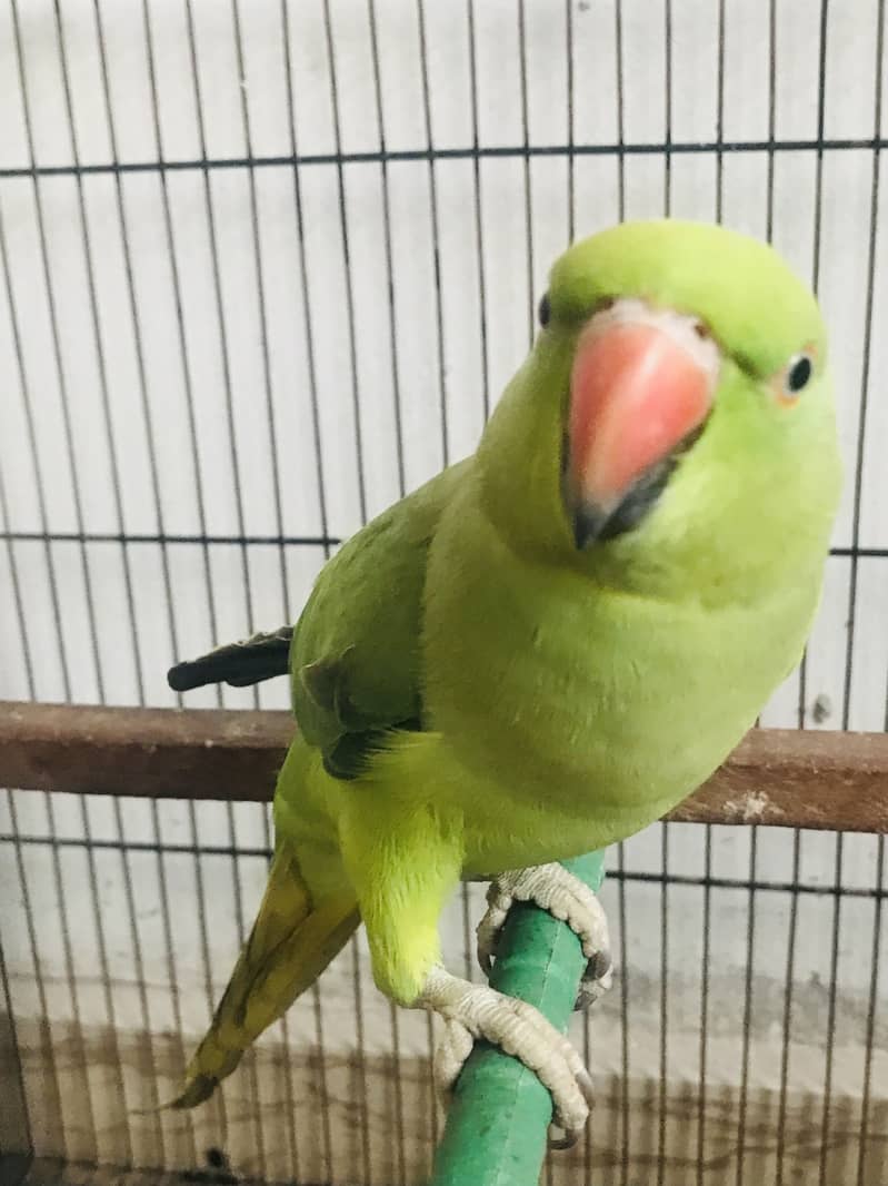 Parrots 4