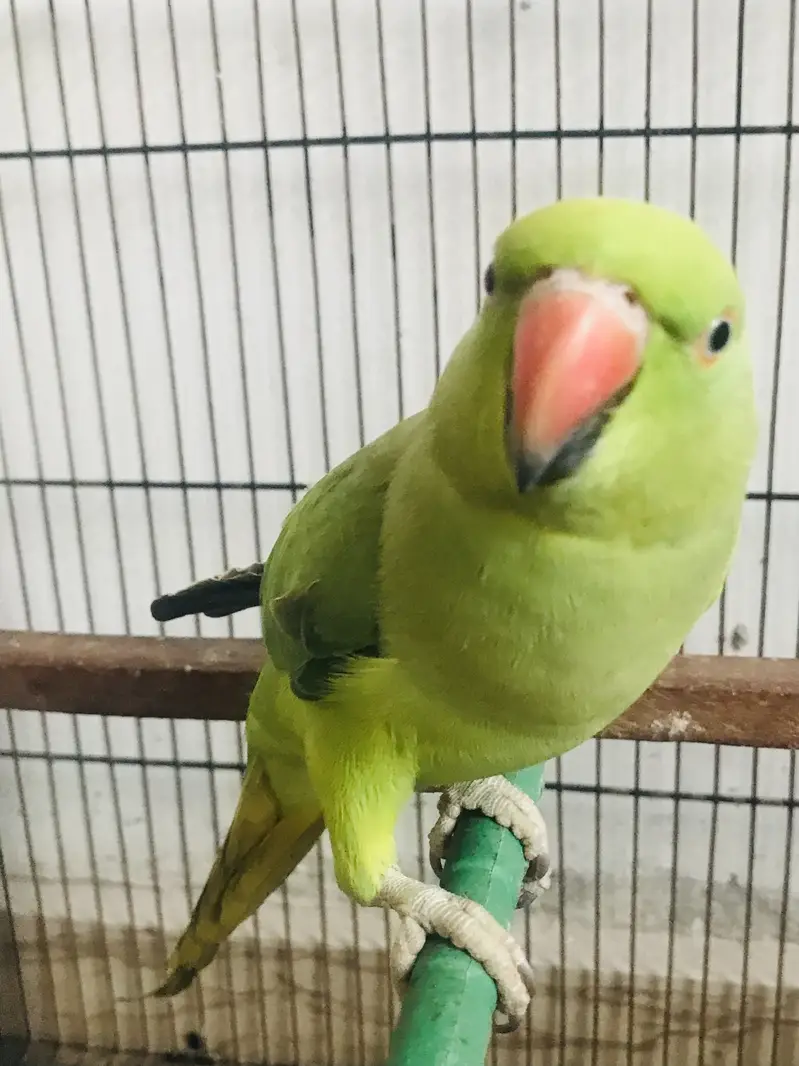 Parrots — photo 5