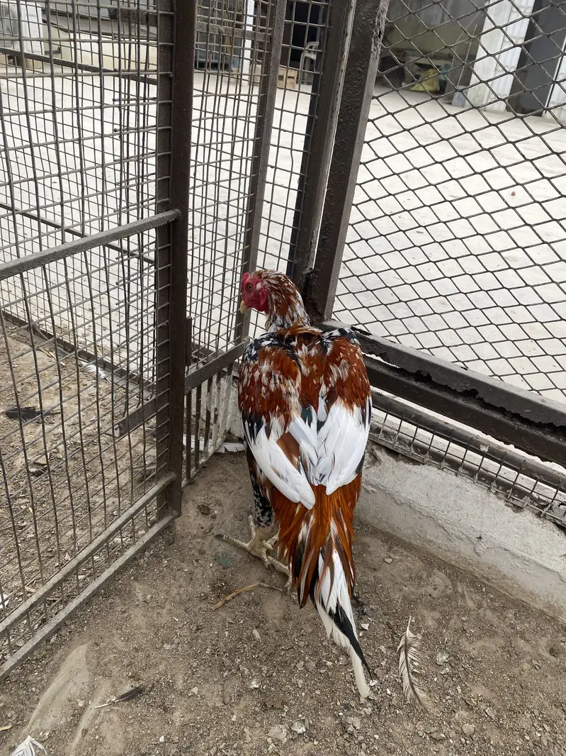 Murgha aseel — photo 3