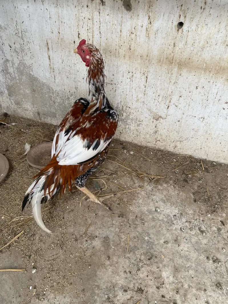 Murgha aseel — photo 9