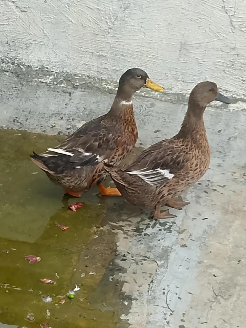 duck pair for sales nice bread