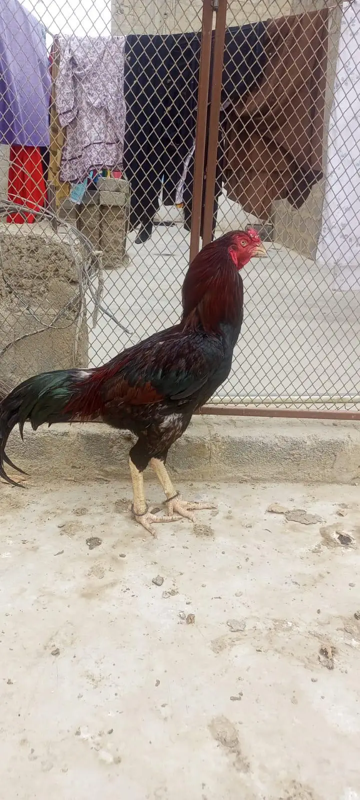 Assel murga — photo 2