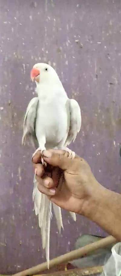 handtamed talking lacewing female