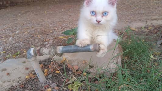 Persian female kitten for sale only 12k urgent sell