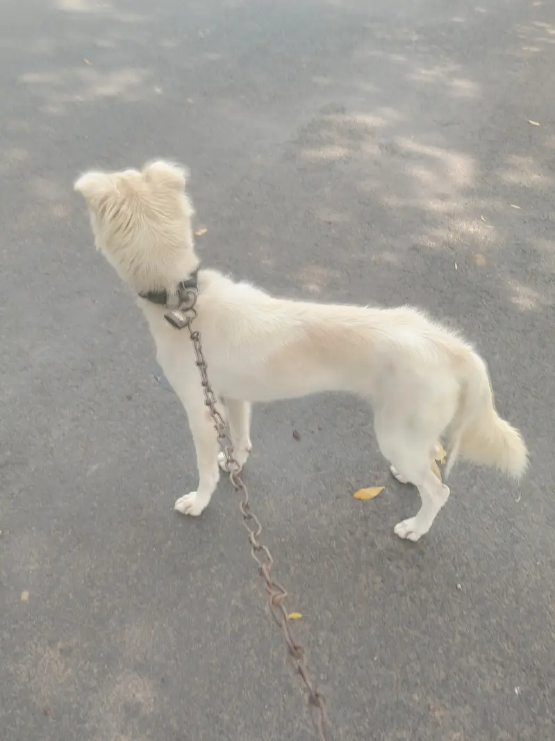 goldan slash kuttya spitz
