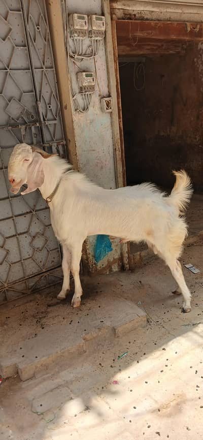 GULABI BAKRA