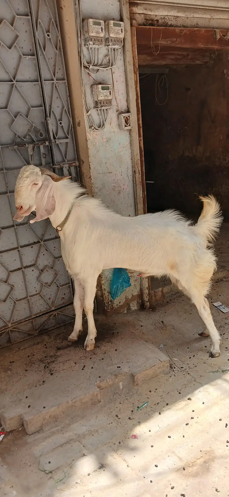 GULABI BAKRA — photo 2
