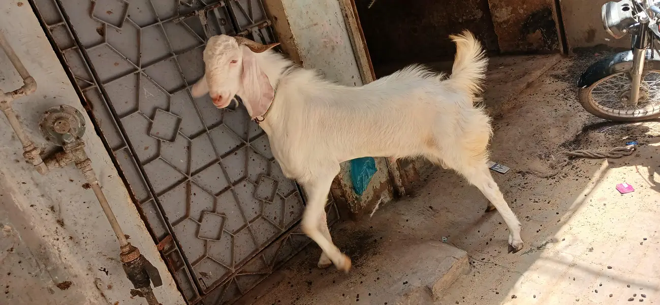 GULABI BAKRA — photo 3