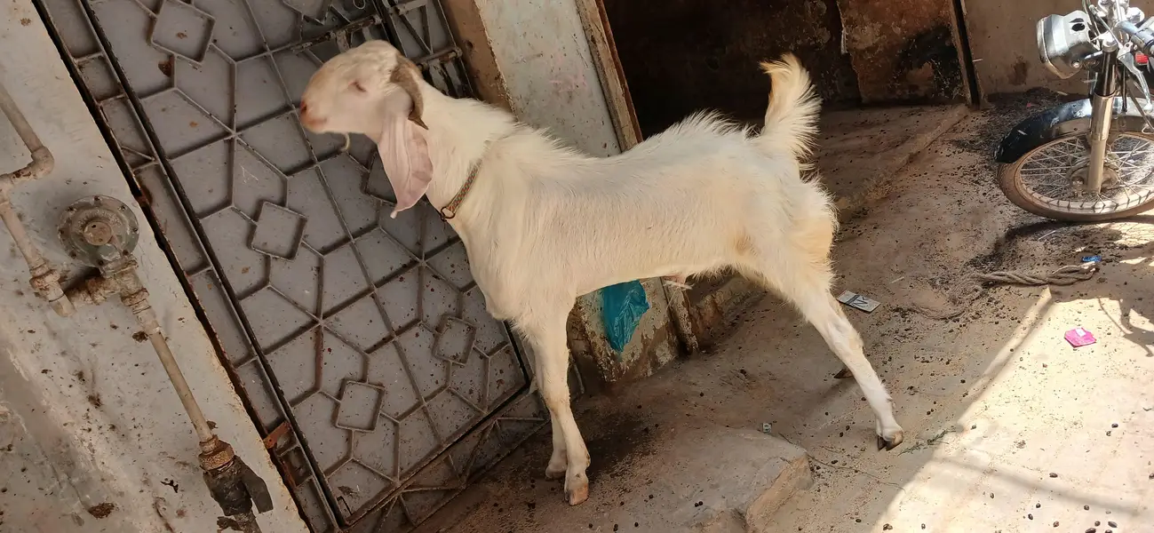 GULABI BAKRA — photo 4