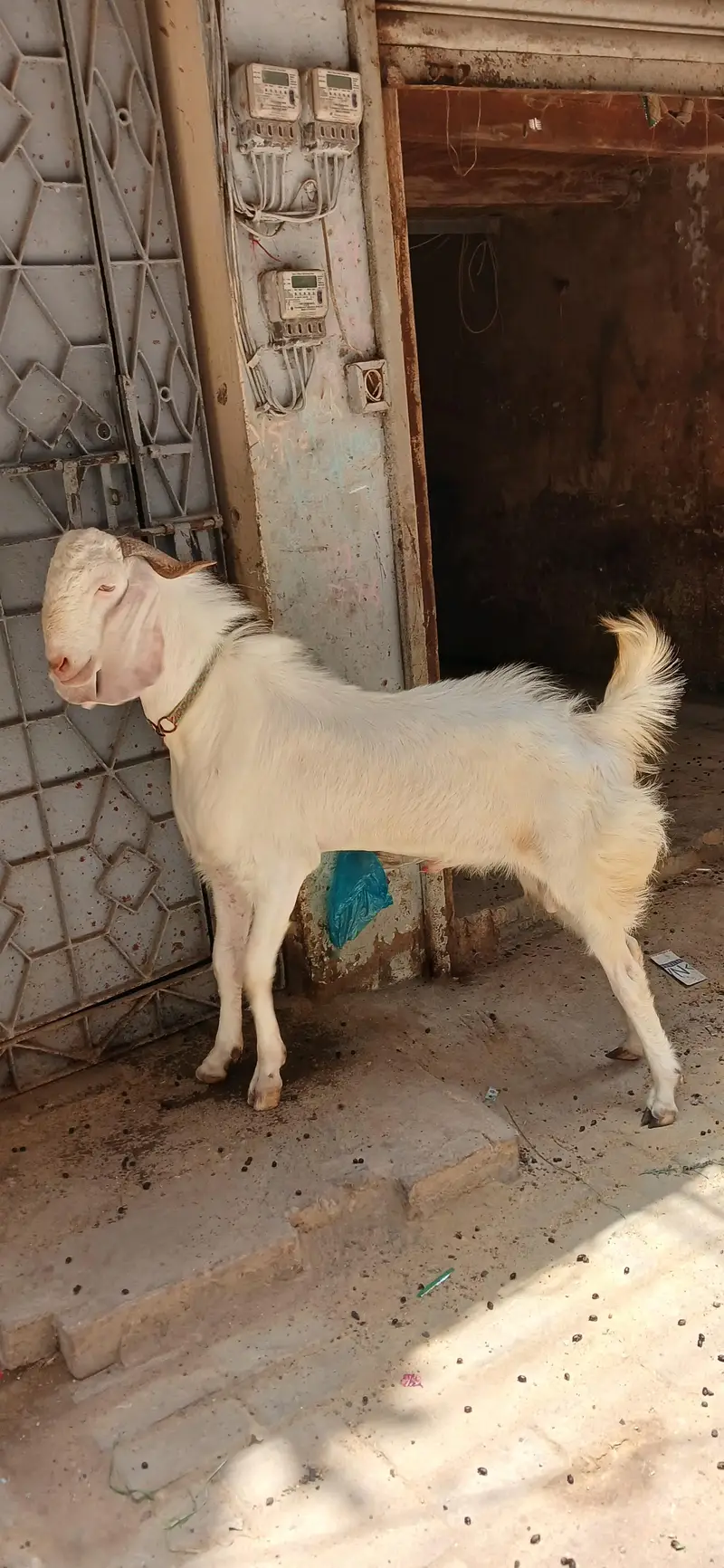 GULABI BAKRA — photo 5
