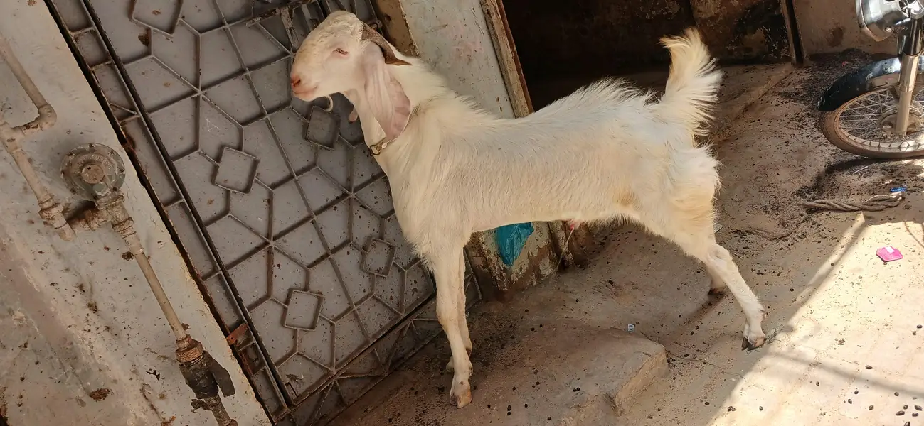 GULABI BAKRA — photo 6