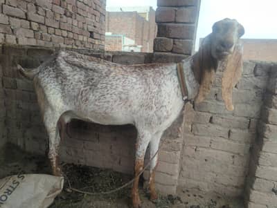 phunder makichini bakri for sale