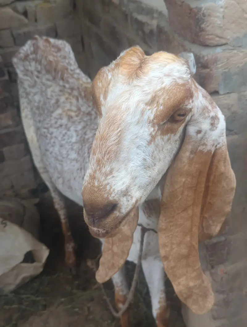 phunder makichini bakri for sale — photo 2